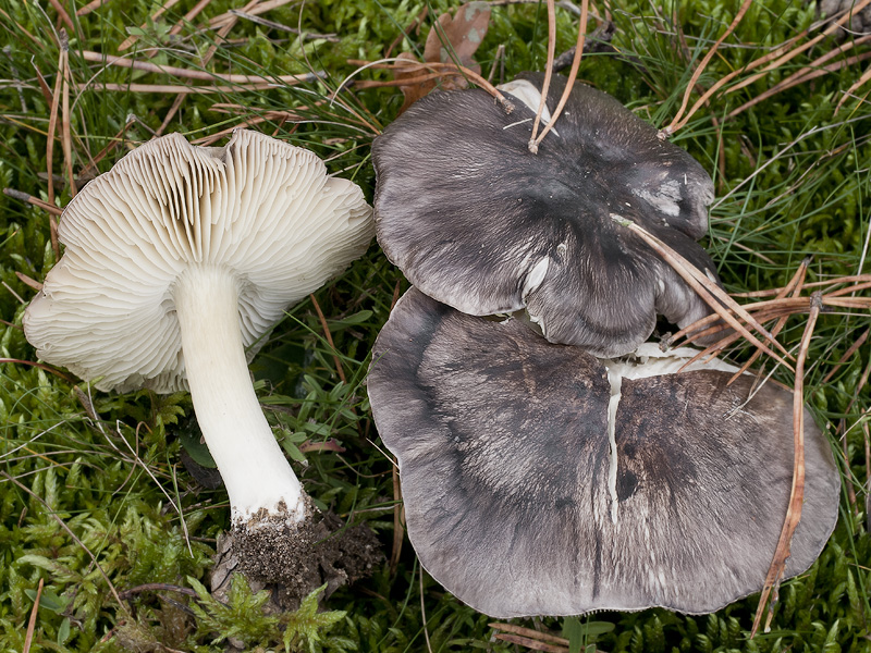 Tricholoma portentosum